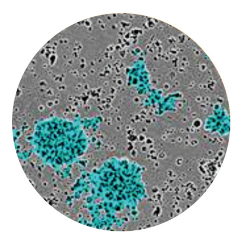 Immune Cell Killing, Clustering & Proliferation
